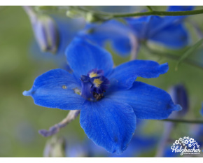 Delphinium belladonna ‘Völkerfrieden’