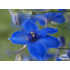Delphinium belladonna ‘Völkerfrieden’
