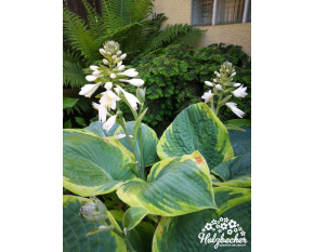 Hosta sieboldiana ‘Francess Williams’