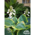 Hosta sieboldiana ‘Francess Williams’