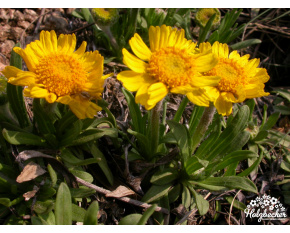 Actinella scaposa