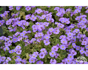 Aubrieta ‘Golden Emperor’