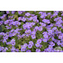 Aubrieta ‘Golden Emperor’