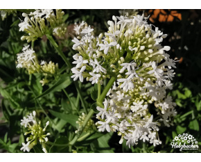 Centranthus ruber ‘Albus’