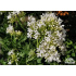 Centranthus ruber ‘Albus’