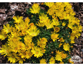 Delosperma basuticum ‘Gold Nugget’
