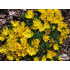 Delosperma basuticum ‘Gold Nugget’