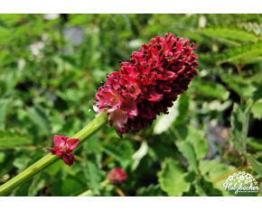 Sanguisorba officinalis ‘Tanna’