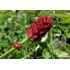 Sanguisorba officinalis ‘Tanna’