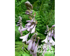 Hosta fortunei ‘Albopicta’