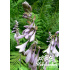 Hosta fortunei ‘Albopicta’
