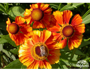 Helenium ‘Flammenrad’