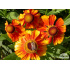 Helenium ‘Flammenrad’