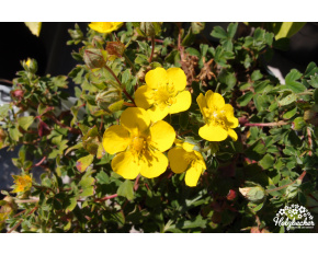 Potentilla eriocarpa