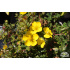 Potentilla eriocarpa