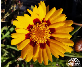 Coreopsis lanceolata ‘Sunfire’