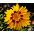 Coreopsis lanceolata ‘Sunfire’
