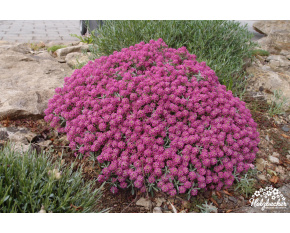Ptilotrichum spinosum ‘Rubrum’