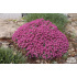 Ptilotrichum spinosum ‘Rubrum’