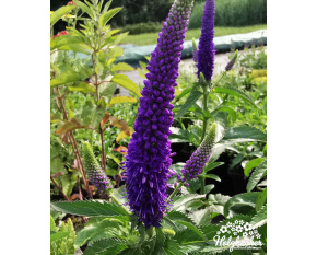 Veronica longifolia ‘First Glory’