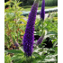 Veronica longifolia ‘First Glory’