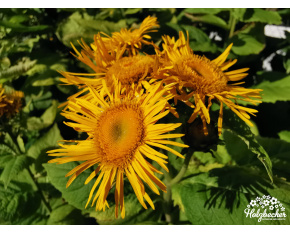 Telekia speciosa