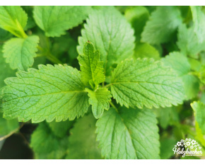 Melissa officinalis