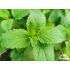 Melissa officinalis