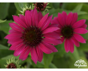 Echinacea ‘PowWow Wild Berry’