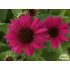 Echinacea ‘PowWow Wild Berry’