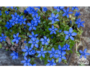 Gentiana verna
