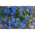 Gentiana verna