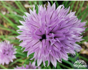 Allium schoenoprasum