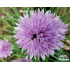 Allium schoenoprasum