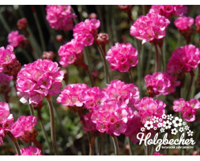 Armeria maritima ‘Vesuv’