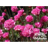 Armeria maritima ‘Vesuv’