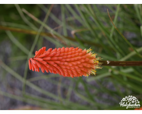 Kniphofia Hybr. ‘Alcazar’