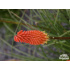 Kniphofia Hybr. ‘Alcazar’