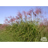 Miscanthus sinensis ‘Sirene’