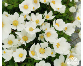 Anemone sylvestris ‘Madonna’