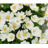 Anemone sylvestris ‘Madonna’