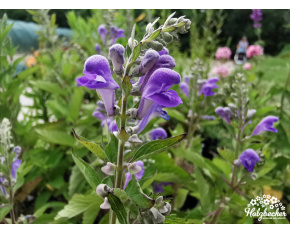 Scutellaria incana