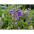 Scutellaria incana