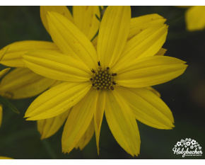 Coreopsis verticillata ‘Zagreb’
