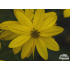 Coreopsis verticillata ‘Zagreb’