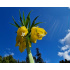 Fritillaria imperialis ‘Lutea’