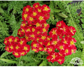 Achillea millefolium ‘Desert Eve Red’