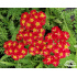 Achillea millefolium ‘Desert Eve Red’