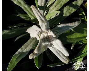Leontopodium alpinum ‘Everest’
