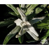 Leontopodium alpinum ‘Everest’